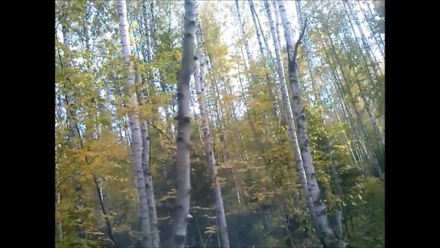 Валим сухостой 6 . смотреть онлайн