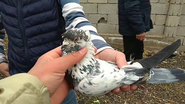 АСАКА КАБУТАР БОЗОР 14.03.2021 Kabutar Bozor Андижанские голуби Pigeon, Pigeons,doves, Kabootar Baz