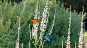 Вероникаструм виргинский Диана ? обзор: как сажать, саженцы вероникаструмы Диана