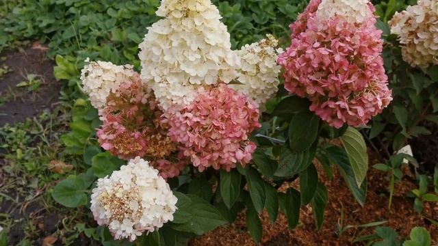 Гортензия Пинки Промис. Омск, 11.09.2022 смотреть онлайн