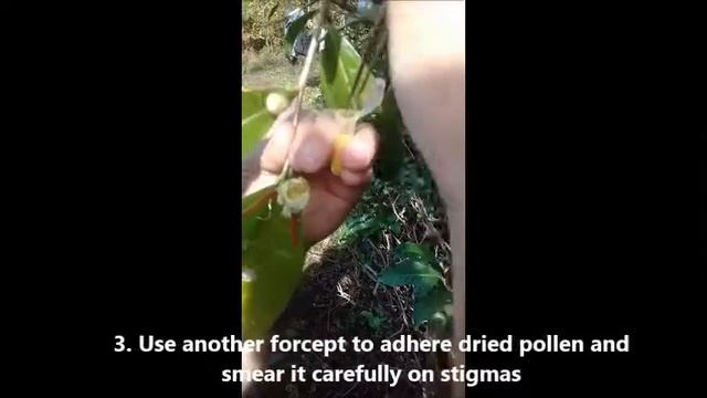 Camellia sinensis tea plant hybridization смотреть онлайн