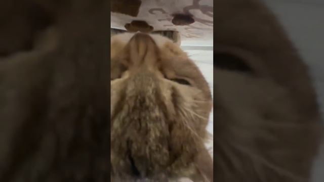 кот ест суп