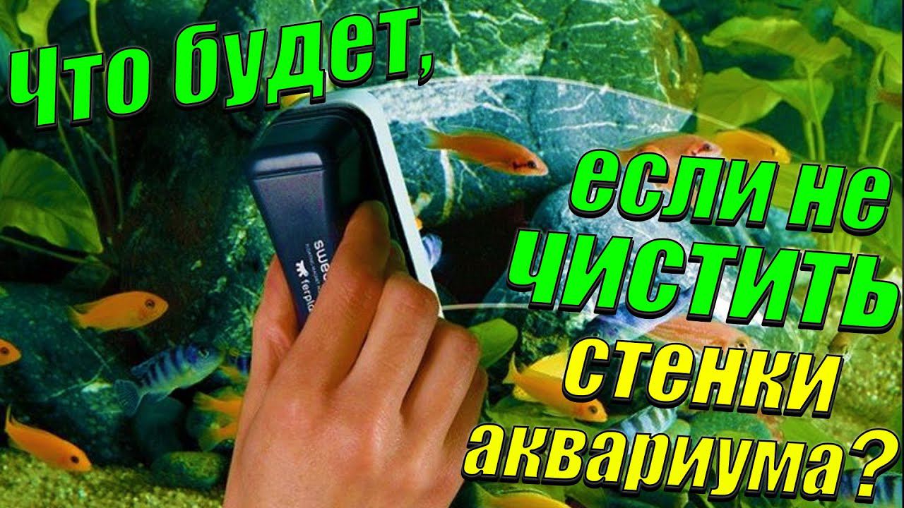 Что будет, если не чистить стенки аквариума? Как чистить стенки аквариума? смотреть онлайн