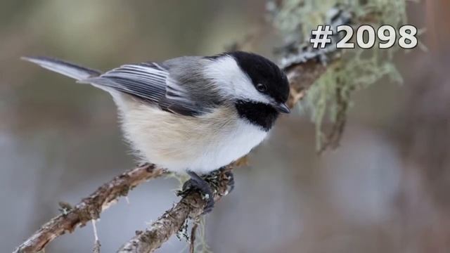 #2098. Синицы и лазоревки (В мире животных) смотреть онлайн