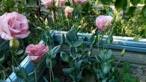 Выращивание эустомы(лизиантуса).Первый опыт на 5+.