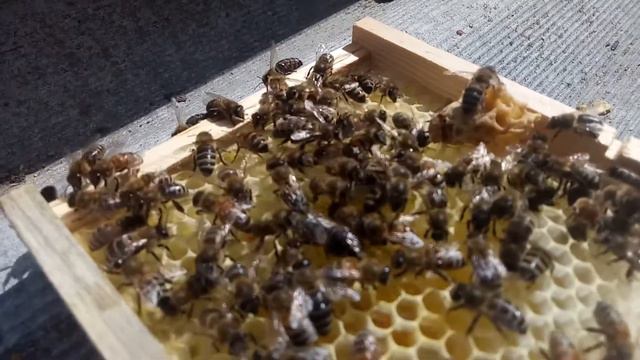 первые шаги маточки бакфаста смотреть онлайн