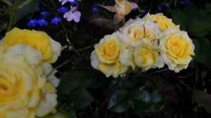 Роза бельведер, роза леди романтика, роза оранж энд лемон, роза сансити. первое цветение роз