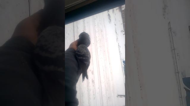 Голуби едят с руки семечки. смотреть онлайн