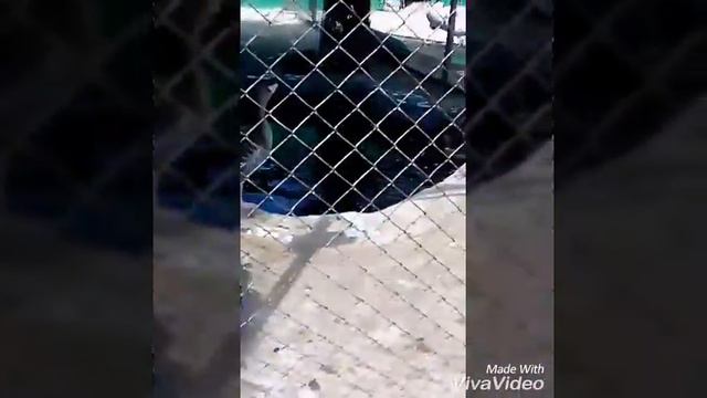 Поездка в гости на море) 2 часть идём в зоопарк!!!! 🐼🐢🐩🐶🐕🐈🐅😘😘😘 смотреть онлайн