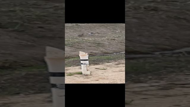 Утки фанаты РЖД.mp4