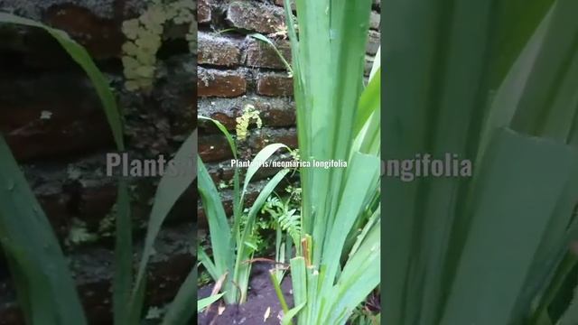 plant multiply iris /neomarica longifolia смотреть онлайн