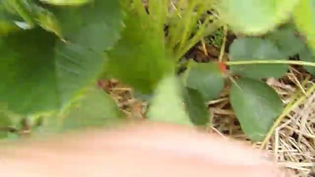 Клубника сорт МАЛЬВИНА. смотреть онлайн