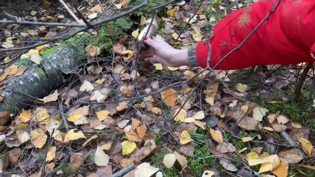 В Рязани грибы с глазами смотреть онлайн