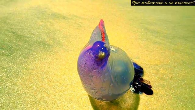 Этот обычный на вид целлофановый пакет, уносит сотни жизней в год! Но о нём мало кто знает! смотреть онлайн