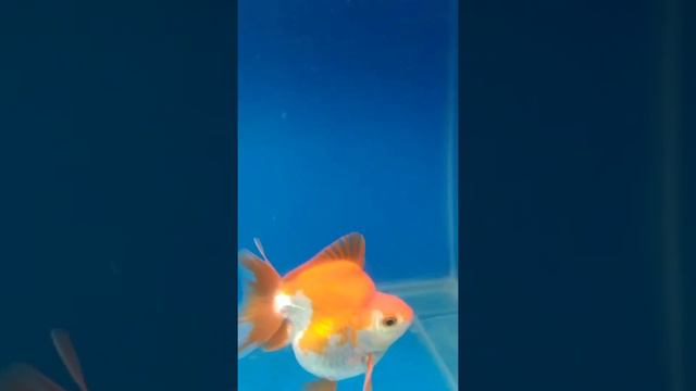 ILIGAN GOLDFISH CLUB - 7th ILIGAN NATIONAL GOLDFISH SHOW смотреть онлайн