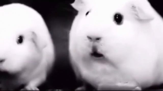 Мем я жую любимую жвачку смотреть онлайн