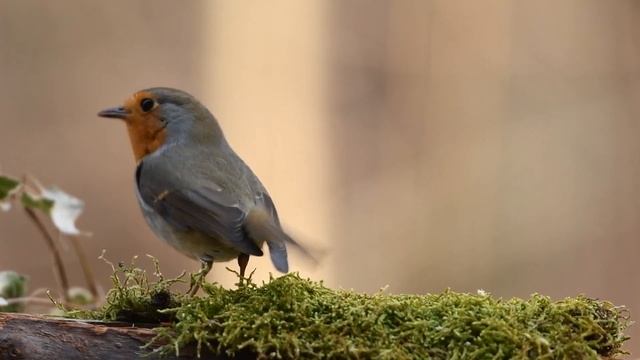 Rainforest sounds for sleep and relax | ASMR | Звуки тропического леса для сна |열대 우림 소리 смотреть онлайн