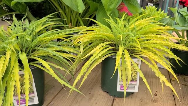 Hosta 'Curly Fries' // Award Winning, UNIQUE and Highly Unusual, Fun to Grow Perennial смотреть онлайн