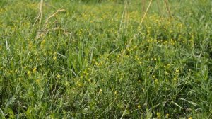 Какой травой можно кормить кроликов, что такое полынь и как она выглядит. Молодым кролиководам.