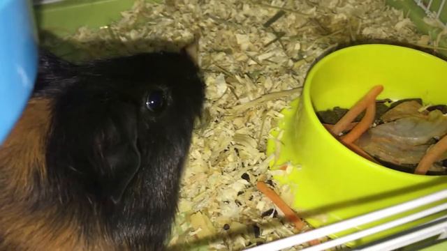 Guinea Pig STEFAN ASMR смотреть онлайн