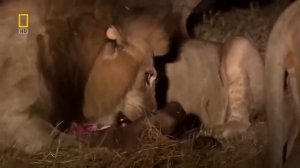 Охота льва на слона и буйвола