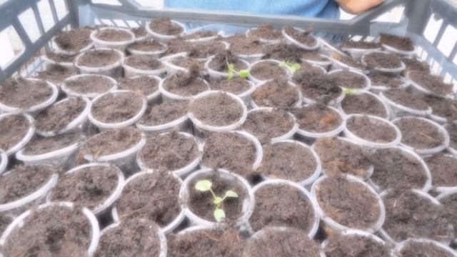 Пикировка Виолы (Анютиных глазок) смотреть онлайн