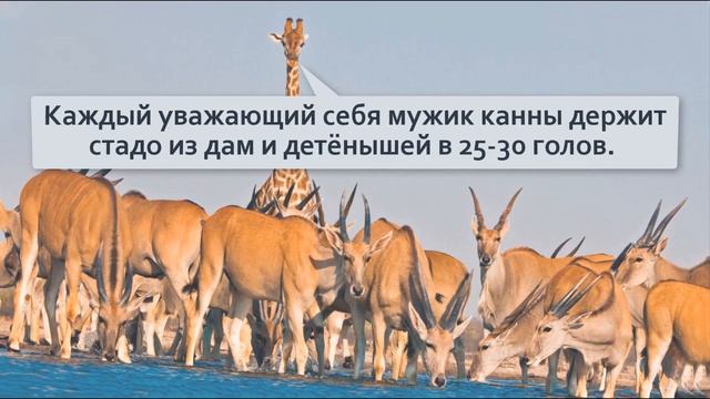 Канна .Крупнейшая антилопа .Туша весом в полтонны разгоняется до 80кмч. смотреть онлайн