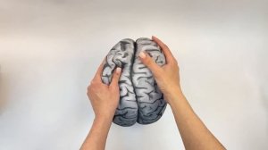 Стимулятор мозговой активности - антистресс "Размять мозги"