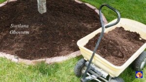 ХОЧЕШЬ ОБИЛЬНЫЙ УРОЖАЙ ВИШНИ,ЧЕРЕШНИ СДЕЛАЙ ТАК ОСЕНЬЮ.СЕКРЕТ ПОДКОРМКИ КОСТОЧКОВЫХ ДЕРЕВЬЕВ.