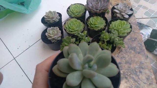 Video de comprinhas,me apaixonei pela echeveria LOLA,por 3,99! Confiram.🤪😜😛 смотреть онлайн