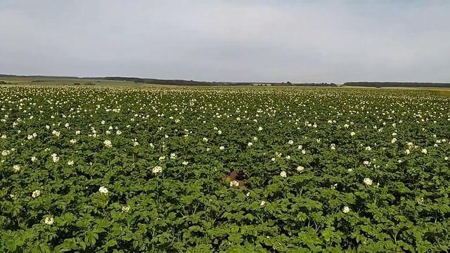 Внутренний стержень. Медитация Тета хилинга. смотреть онлайн