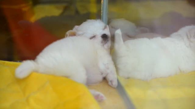 Сеул VLOG - Улица питомцев, Chungmuro Pet Street - что посмотреть в Сеуле - достопримечательности смотреть онлайн