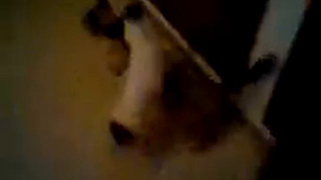 perros contra gatos! смотреть онлайн