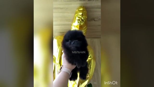 померанский шпиц мальчики мини ♥️ медвежий тип смотреть онлайн
