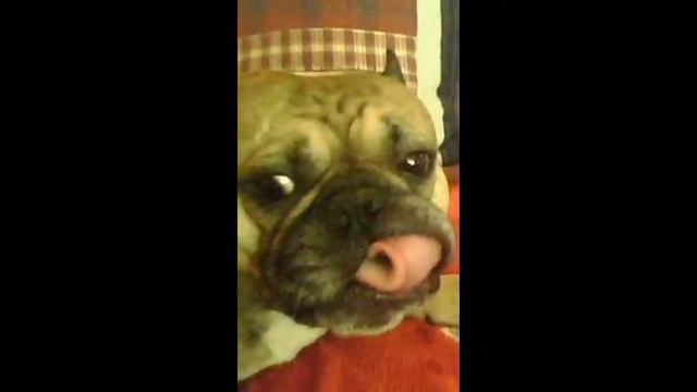 Cj,frb Собаки смотреть онлайн