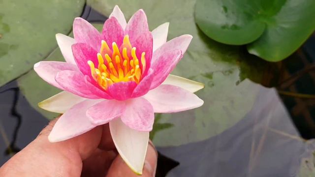 Нимфея Gypsy (nymphaea Gypsy), нимфея цыганка (первый день цветения) смотреть онлайн