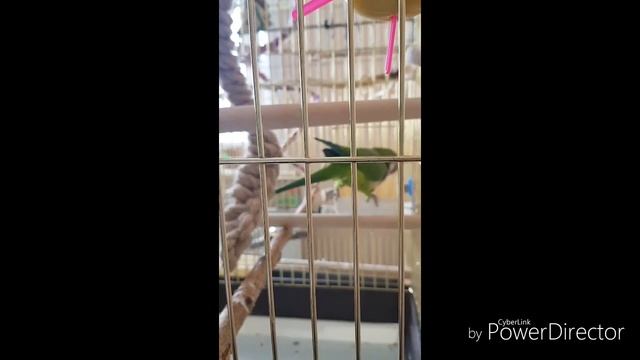 КАРАНТИН У ПОПУГАЕВ. Был ли он у моих птиц? / Quarantine for Quaker parrots смотреть онлайн