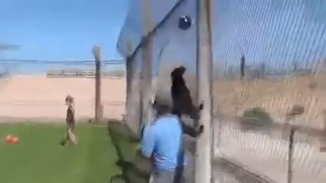 Самая красивая кошка!!! смотреть онлайн