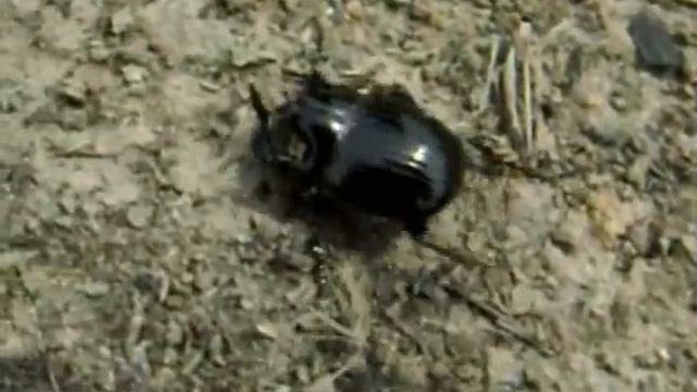 из жизни насекомых смотреть онлайн