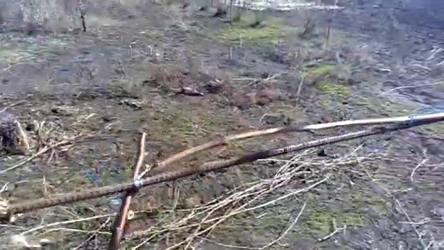 Обрезка и формирование молодого куста винограда. смотреть онлайн
