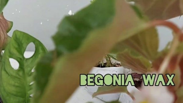 Gardening is  a weapon of Stress Reduction