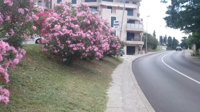 Отдых в Черногории 2018. Рынок. Цены на продукты. Прогулка по городу. смотреть онлайн