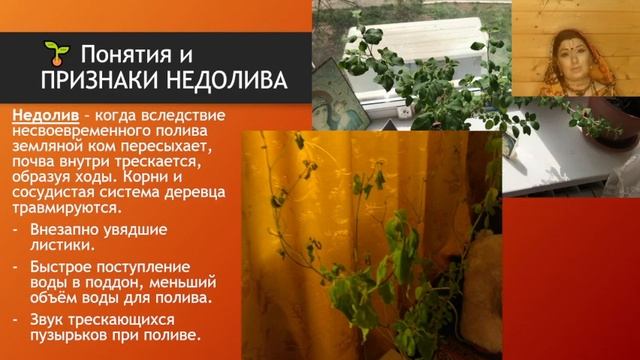 Все про ПОЛИВ Туласи смотреть онлайн
