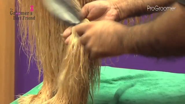 How To Groom An Afghan Hound - Grooming Guide - Pro Groomer