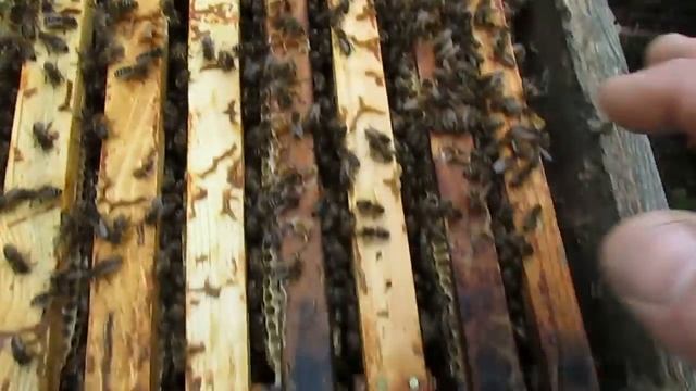 весеннее расширение пчел, как определить что пришло время расширения - улей биненхаус смотреть онлайн