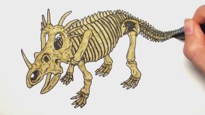 Рисование и раскраска скелета динозавра стиракозавра - Раскраски динозавров для детей