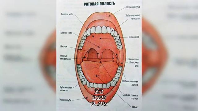 НОС и РОТ смотреть онлайн