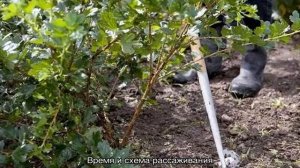 Крыжовник Колобок — секреты выращивания кустарника