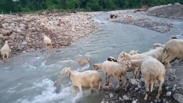 Karabük Eskipazar sel sonrası Eskipazar hamzalar köyü смотреть онлайн