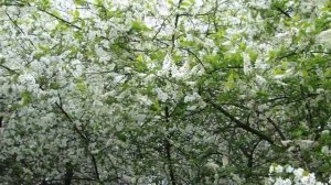 не для тебя ли в садах наших вишни 16 05 21г